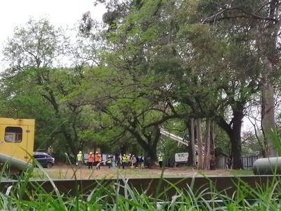 Comenzó la tala de árboles en el Jardín Botánico