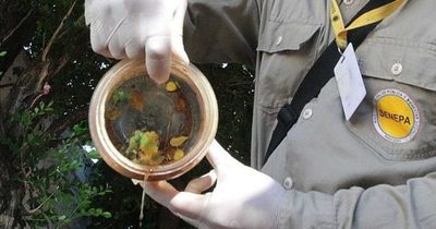 PARAGUAY SE PREPARA PARA UNA DE LAS PEORES EPIDEMIAS DE DENGUE DE LA DÉCADA