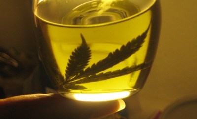 Realizarán charla sobre proyecto de legalización del Cannabis