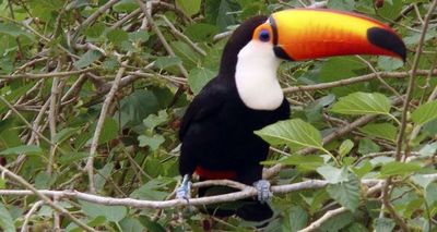 Costa Rica quiere impedir “selfies” con animales silvestres