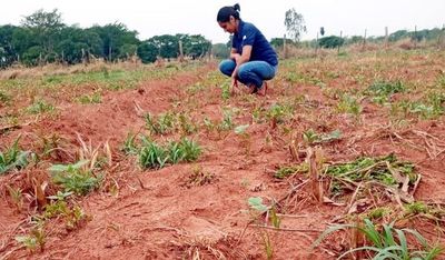 Falta de lluvia en el norte amenaza con arruinar 8.000 hectáreas de sésamo