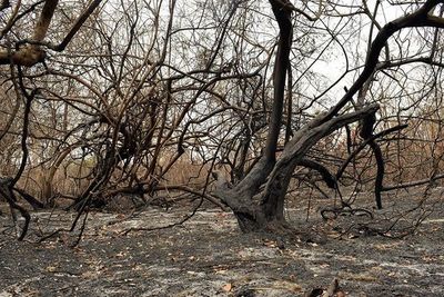 Tras los incendios, Salud está en alerta por un posible ingreso de fiebre amarilla
