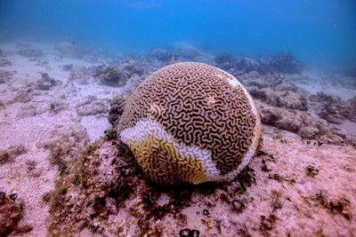 Una rara enfermedad amenaza los corales del Caribe mexicano