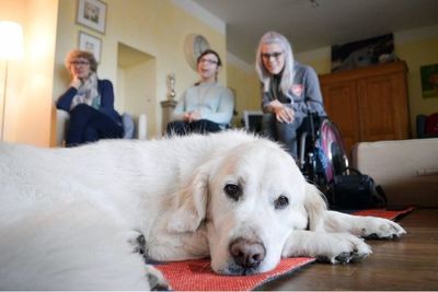 Perros de asistencia, ayudantes para el día a día