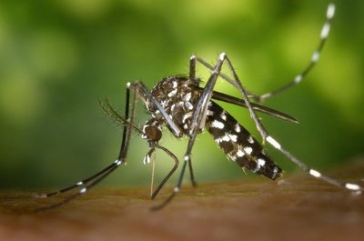 Dengue navideño: Diciembre registrará eclosión epidémica