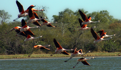 Paraguay será sede del Mundial de observación de aves en el 2022