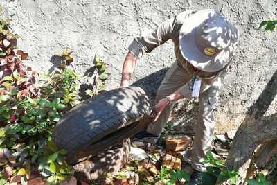 En Encarnación el indice de infestación larvaria supera el 8%