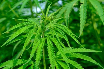 Cámara de Cannibis Industrial aportará datos y licencias a laboratorios
