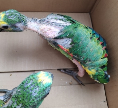 Aves puestas en venta fueron rescatadas del mercado de San Lorenzo