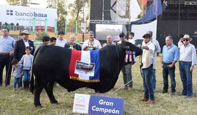 Toro Brangus paraguayo es campeón del mundo