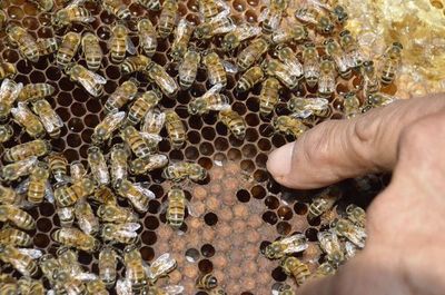 Francia prohíbe dos nuevos pesticidas para proteger a las abejas