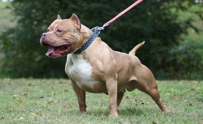 Menor de 4 años es atacado por un Pitbull en CDE