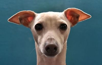 Spotify crea listas de música para mascotas solitarias