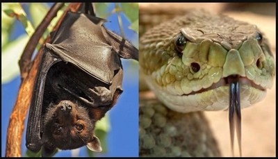 El coronavirus que preocupa al mundo pudo haberse originado en murciélagos o serpientes