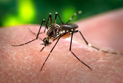 Hay dengue en casi el 90% de las viviendas por falta de cuidados, aseguran
