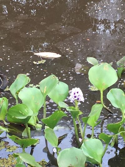Investigan mortandad de peces en Carapeguá