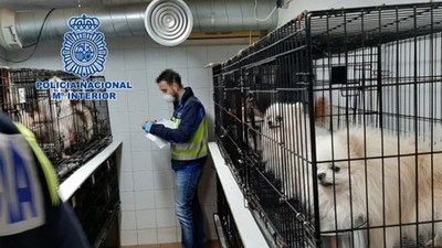 Rescatan de criaderos ilegales a 270 perros a los que les habían cortado sus cuerdas vocales para que no ladraran