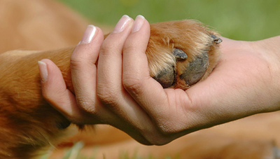 Del presupuesto 2020 de la Dirección de Protección Animal, solo el 10 % se destina a los animales, según activista