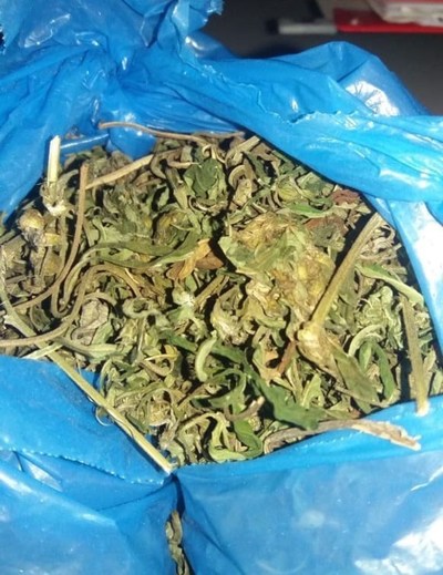Intentan ingresar hojas de marihuana en granja penitenciaria