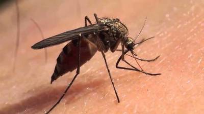Azote del dengue en Paraguay es triste noticia en Israel