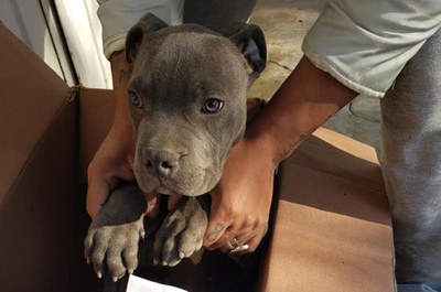 Niño entregó su perrito a un refugio para protegerlo de los maltratos de su padre