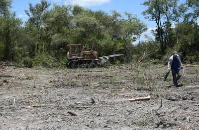 Masacre de 5 mil hectáreas de bosque: Ministerio del Ambiente pide echar fiscal por complicidad