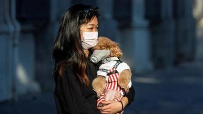 Hong Kong: un perro da positivo al coronavirus y es puesto en cuarentena