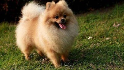 Un perro dio positivo al coronavirus