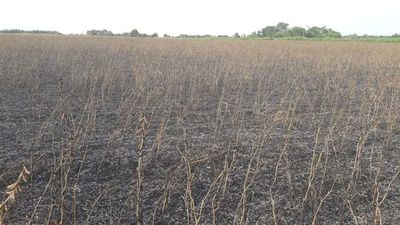 Denuncian quema de sojales y destrucción de cosecha