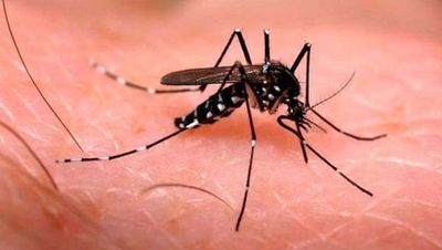 Dengue; ya son 1040 los casos notificados en Misiones