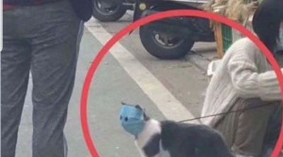 Miedo al coronavirus: el gatito con barbijo que se volvió viral