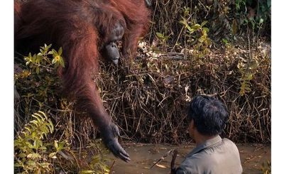 Orangután vio a un hombre vadear en agua infestada de serpientes y decidió ofrecer una mano amiga