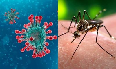 Mitos sobre el Coronavirus y el Dengue