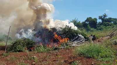 Capitán Bado: Incautan y destruyen de cinco toneladas de marihuana picada y varias hectáreas de plantación de la droga