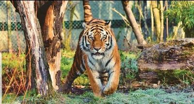 Tigre del zoológico en Nueva York da positivo a Covid-19