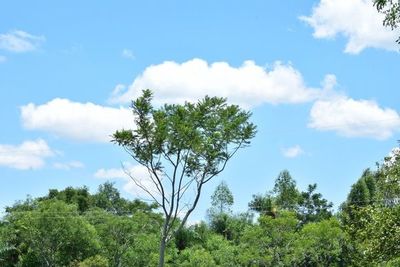 Anuncian domingo caluroso para Misiones, pero desde mañana se prevé lluvias