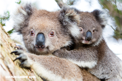 Nació el primer koala en un parque de Australia, tras los devastadores incendios