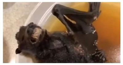 Mujer come una sopa de murciélago que pudo haber originado el coronavirus en China