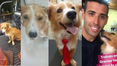 Final feliz, el perrito que fue arrastrado esta tarde fue rescatado y ya tiene familia