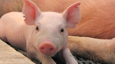 Descubren nueva gripe porcina con “potencial pandémico” en China