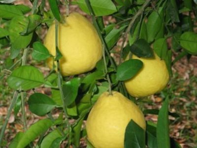 Acusado de hurtar tres pomelos podría guardar prisión en un penal del interior
